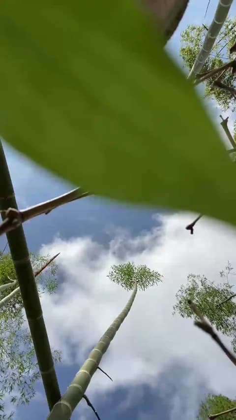 Saved: Stailers Broadcast (January 14, 2026 15:42, 41min)